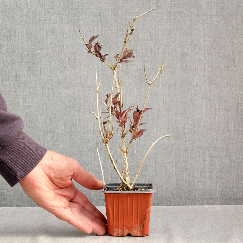 Exemplar von Weigela florida Foliis Purpureis Kleine Töpfe von 8/9 cm wie im Herbst geliefert