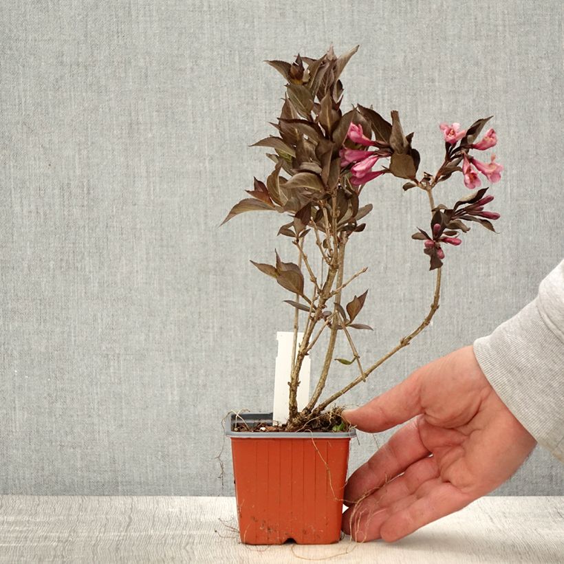 Exemplar von Weigela florida Foliis Purpureis Kleine Töpfe von 8/9 cm wie im Frühjahr geliefert