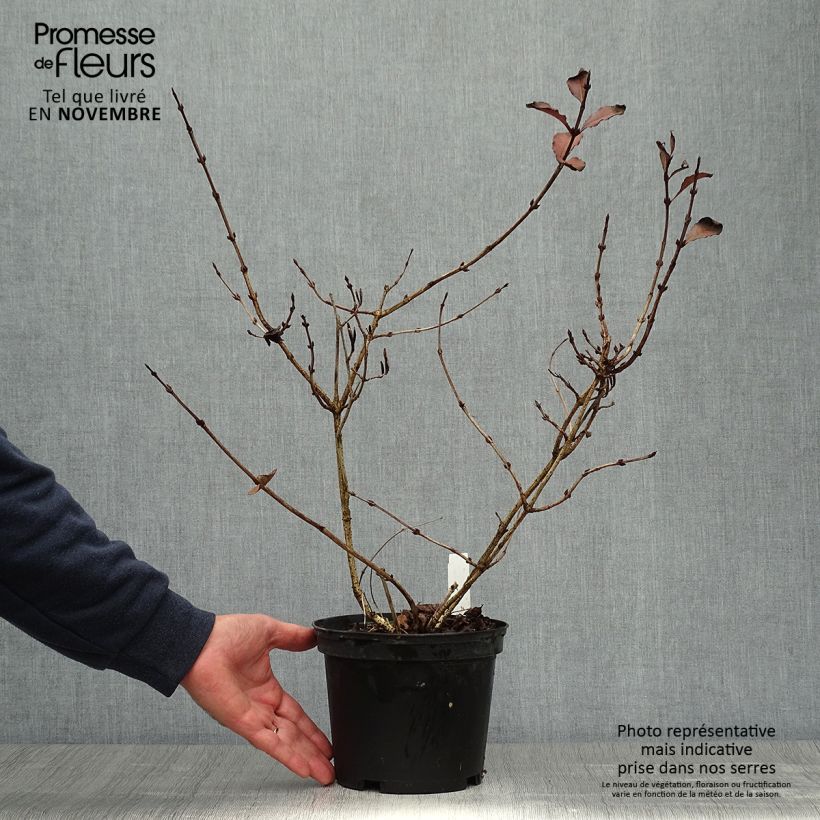 Exemplar von Weigela florida Foliis Purpureis Topf mit 2L/3L wie im Herbst geliefert