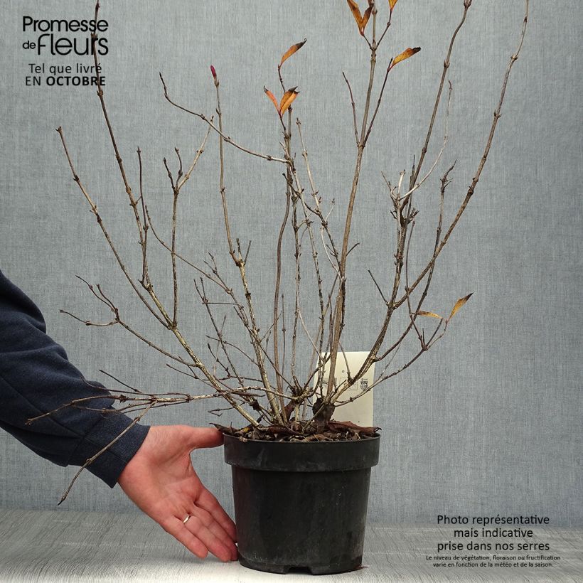 Exemplar von Weigela florida Korea Topf mit 2L/3L wie im Herbst geliefert