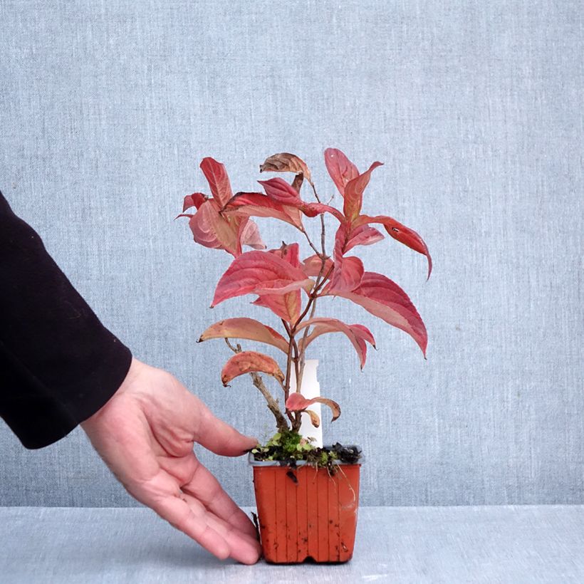 Exemplar von Weigela Lime Monster Kleine Töpfe von 8/9 cm wie im Herbst geliefert