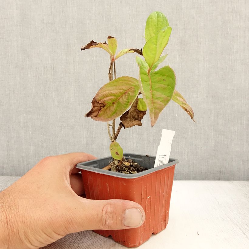 Exemplar von Weigela Lime Monster Kleine Töpfe von 8/9 cm wie im Sommer geliefert