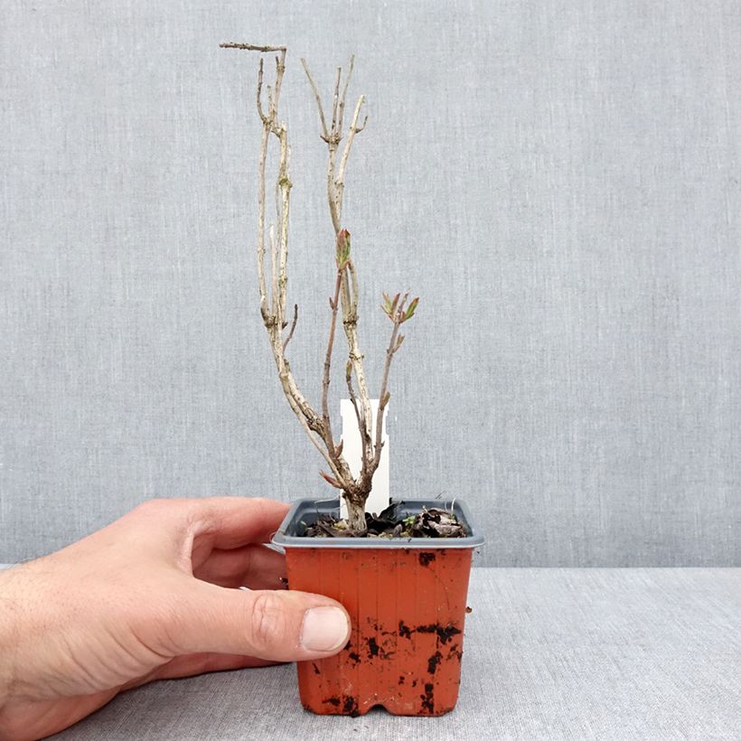 Exemplar von Weigela Lime Monster Kleine Töpfe von 8/9 cm wie im Frühjahr geliefert
