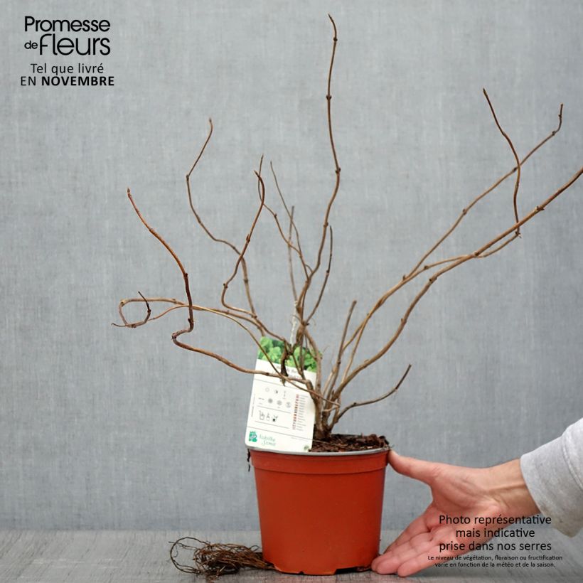 Exemplar von Weigela Lime Monster Topf mit 3L/4L wie im Herbst geliefert
