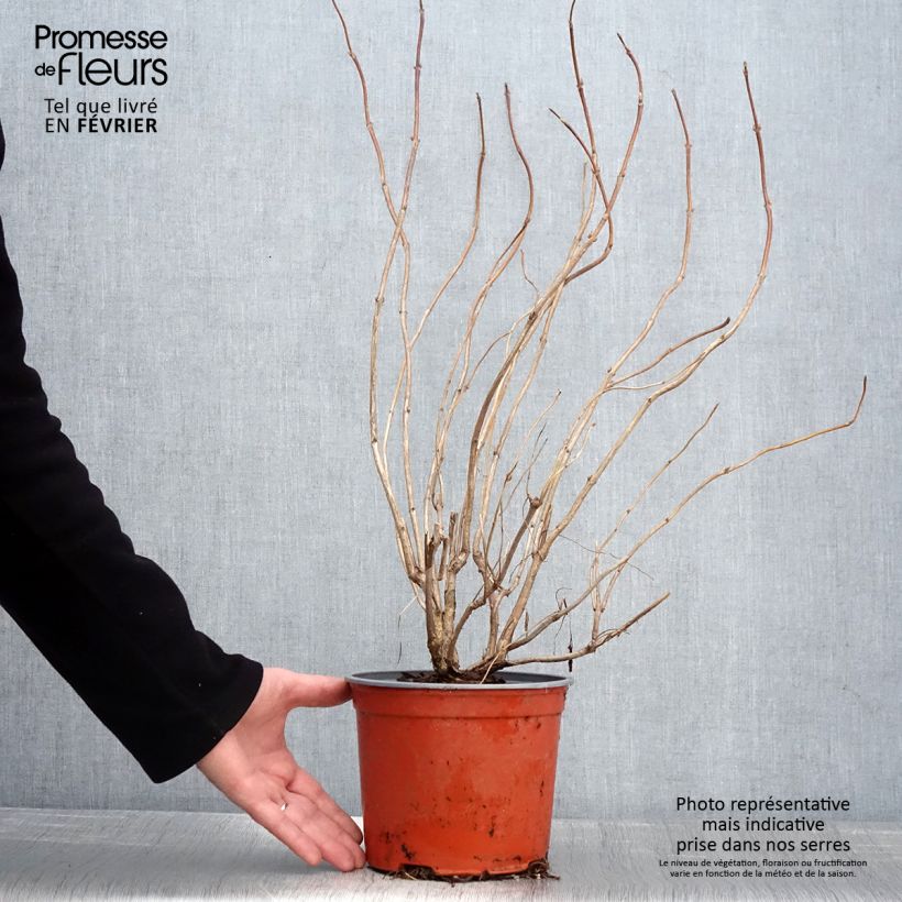 Exemplar von Weigela Lime Monster Topf mit 3L/4L wie im Winter geliefert