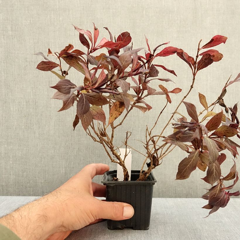 Exemplar von Weigela florida Midnight Wine Kleine Töpfe von 8/9 cm wie im Herbst geliefert