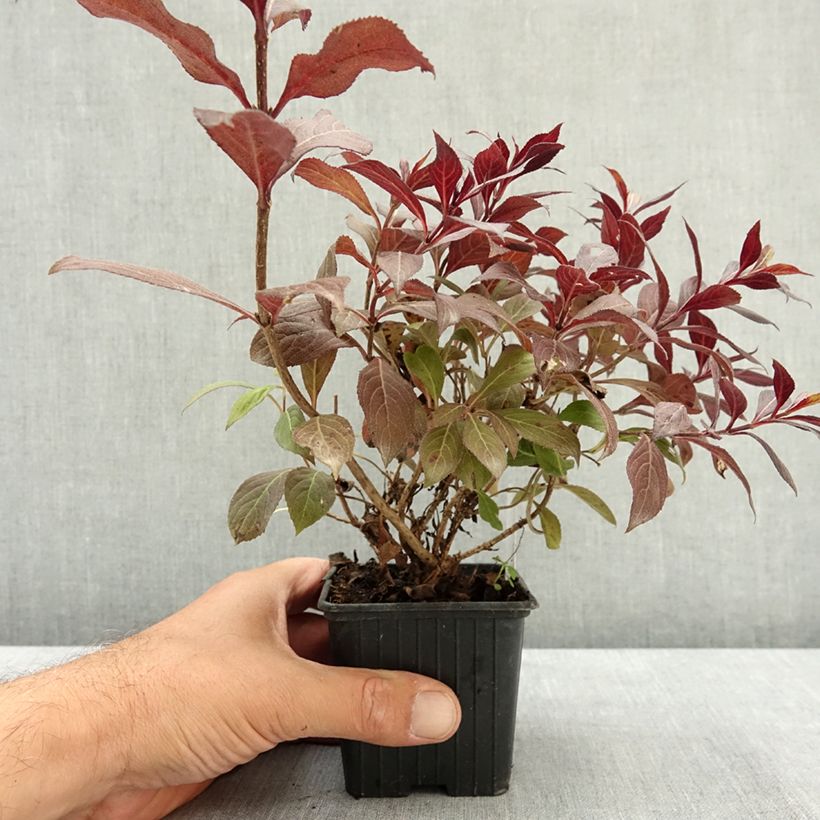 Exemplar von Weigela florida Midnight Wine Kleine Töpfe von 8/9 cm wie im Sommer geliefert
