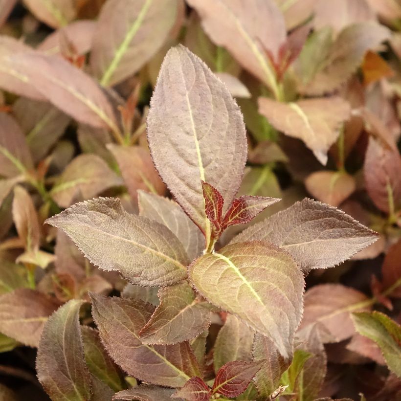 Weigela florida Midnight Wine (Laub)