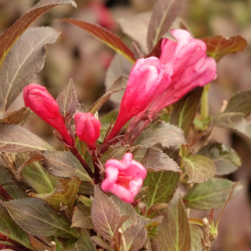 Weigela florida Midnight Wine (Blüte)