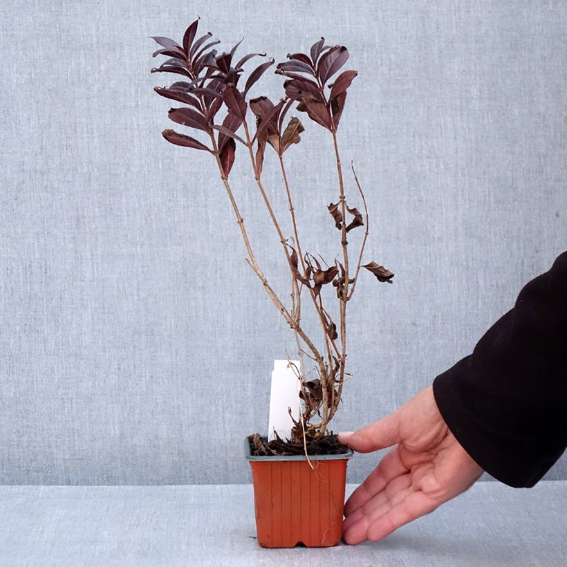 Exemplar von Weigela Minor Black Kleine Töpfe von 8/9 cm wie im Herbst geliefert