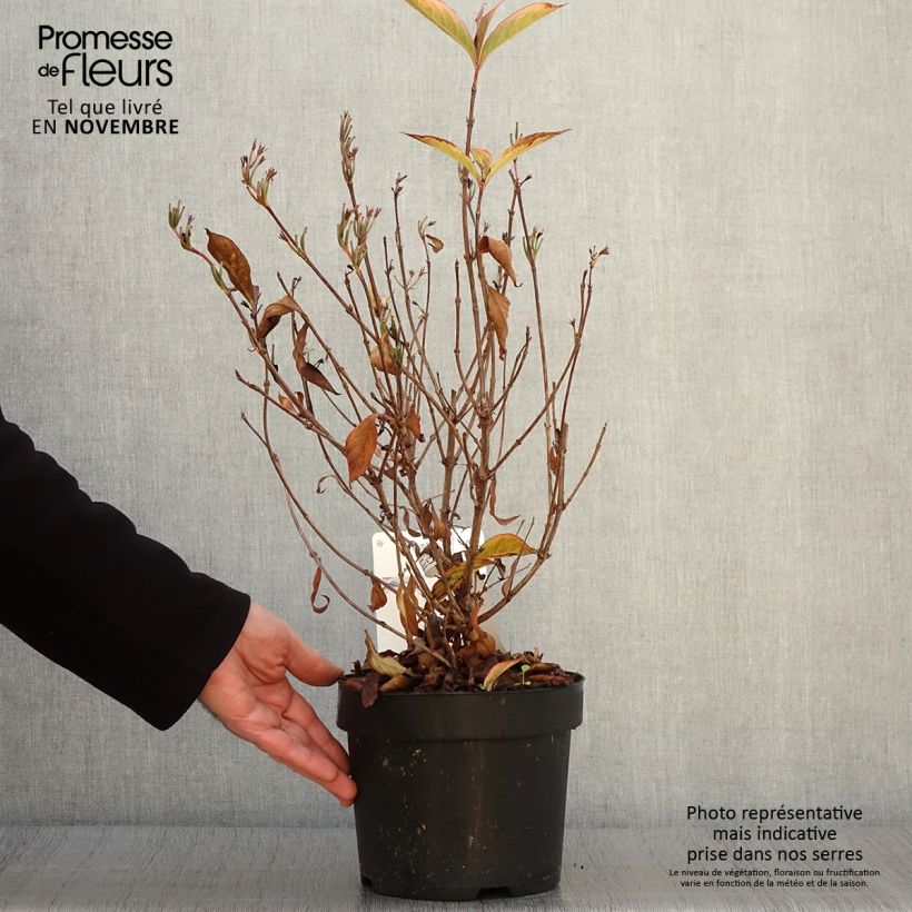 Exemplar von Weigela florida Brigela Topf mit 2L/3L wie im Herbst geliefert