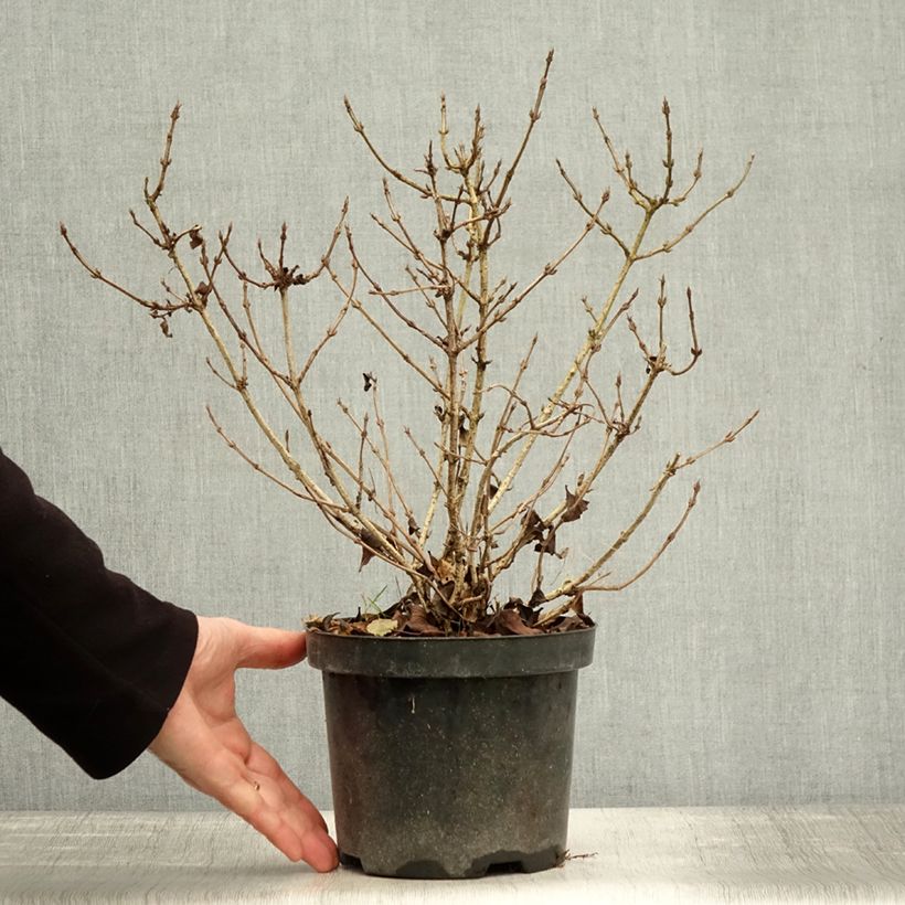 Exemplar von Weigela florida Nana Purpurea Topf mit 3L/4L wie im Herbst geliefert