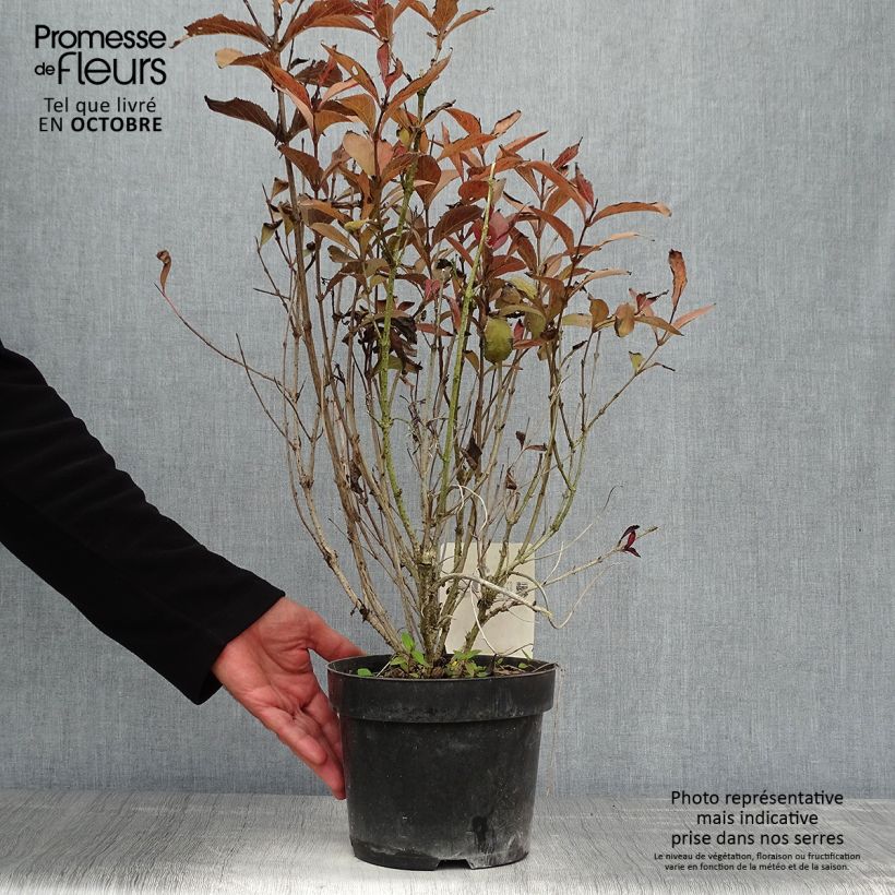 Exemplar von Weigela florida Naomi Campbell Topf mit 2L/3L wie im Herbst geliefert
