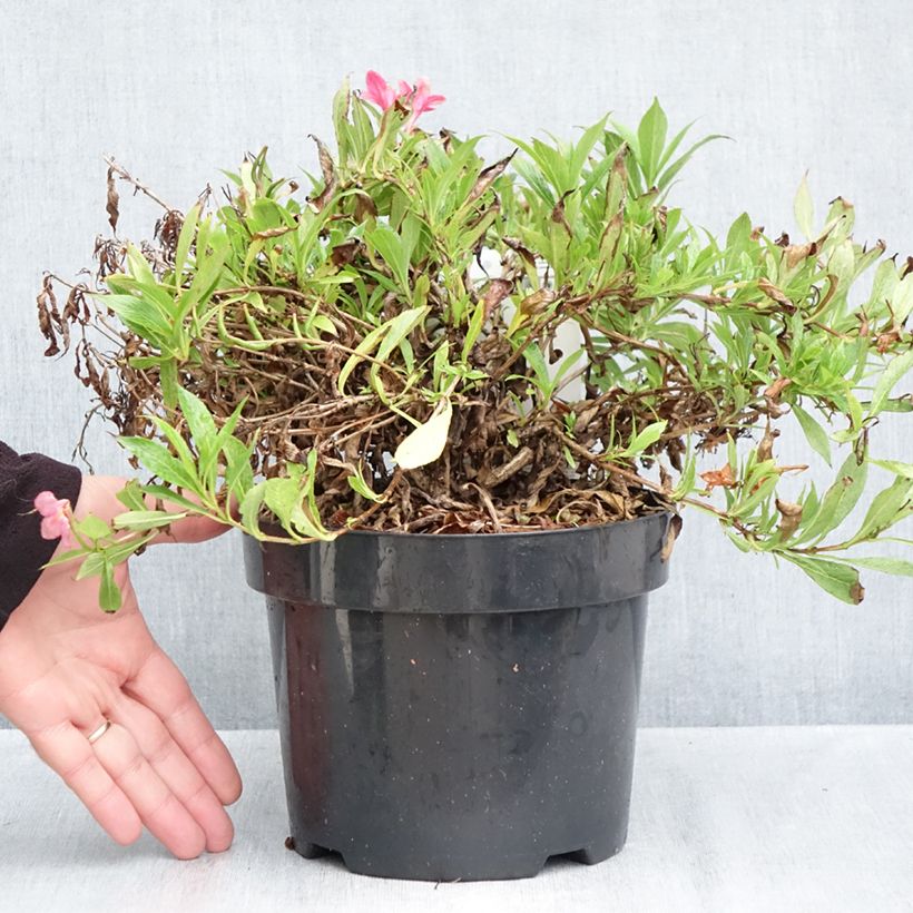 Exemplar von Weigela Picobella Rosa Topf mit 2L/3L wie im Herbst geliefert