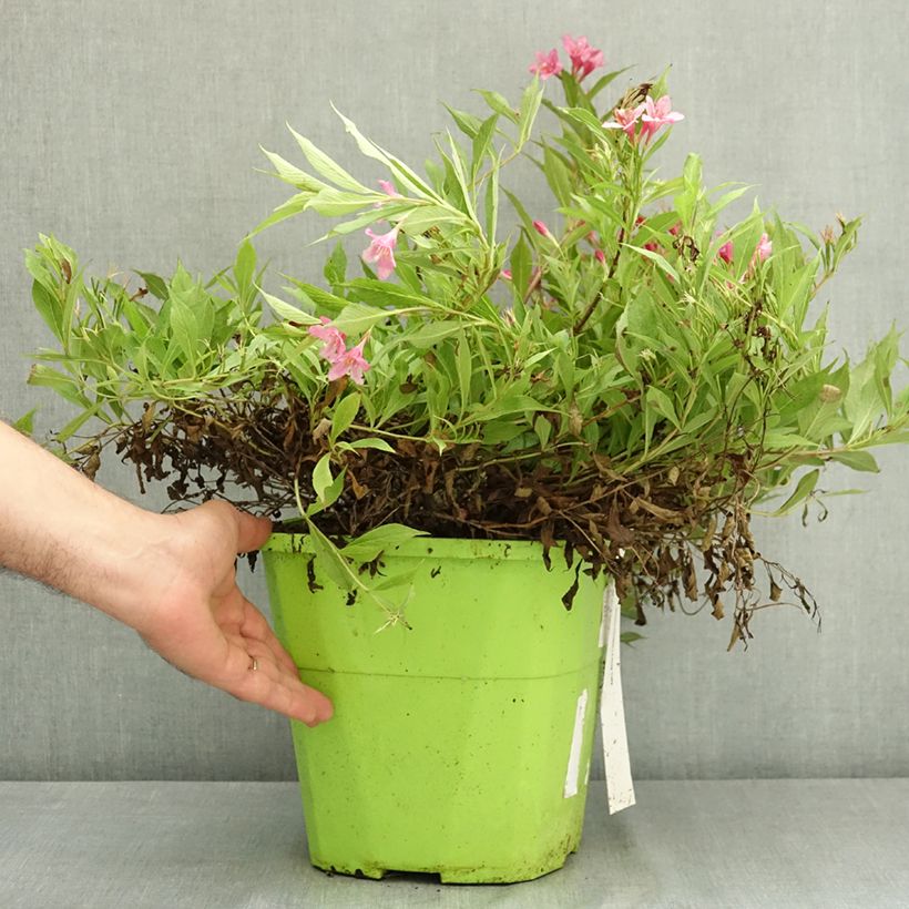 Exemplar von Weigela Picobella Rosa Topf mit 7,5L/10L wie im Sommer geliefert