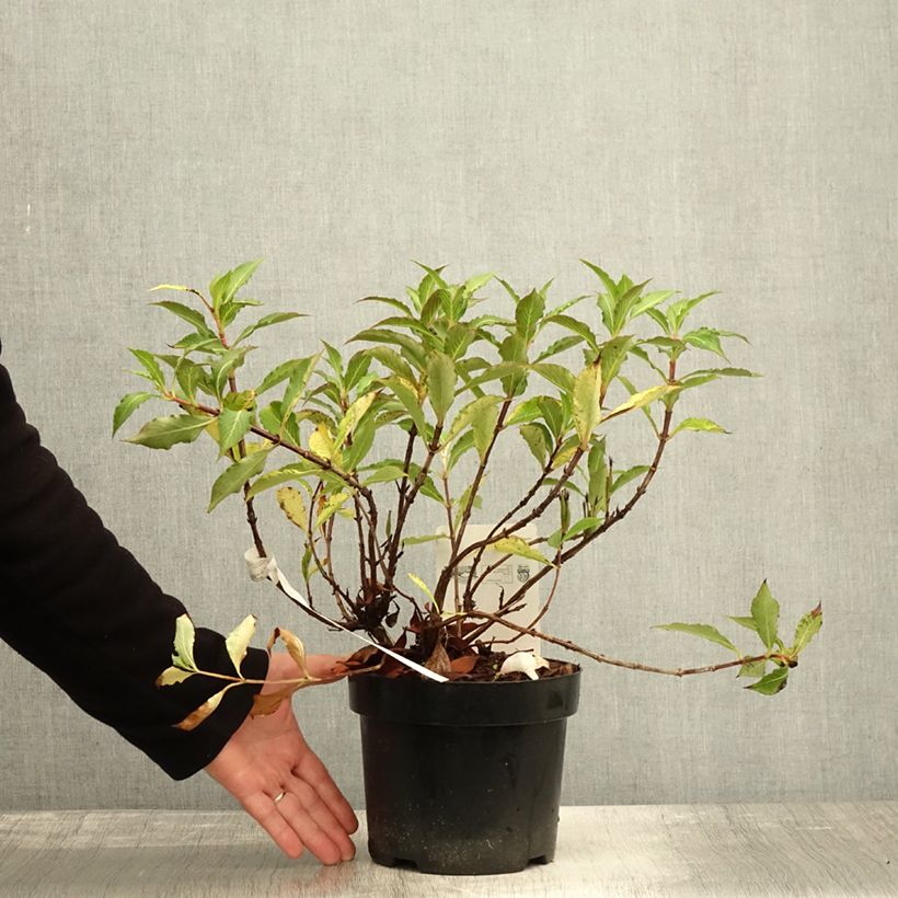 Exemplar von Weigela florida Pink Poppet Topf mit 3L/4L wie im Herbst geliefert