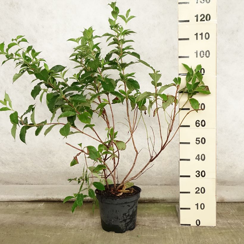 Exemplar von Weigela florida Rosea Topf mit 7,5L/10L wie im Sommer geliefert
