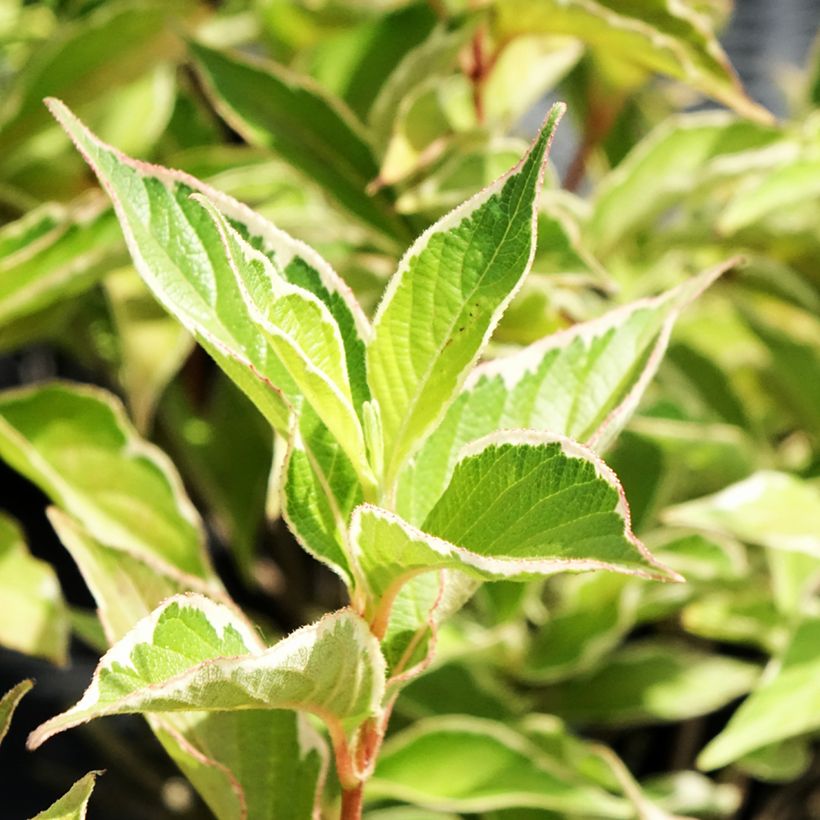 Weigela florida Suzanne - Weigela (x) florida Splendid - Weigelie (Laub)