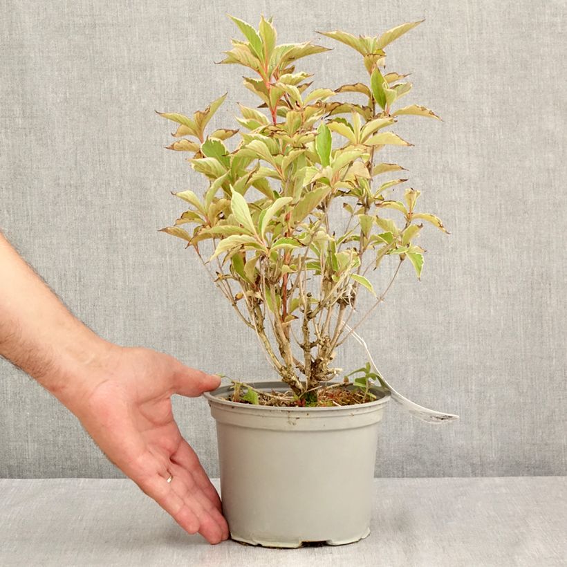 Exemplar von Weigela florida Suzanne - Weigela (x) florida Splendid - Weigelie Topf mit 2L/3L wie im Sommer geliefert