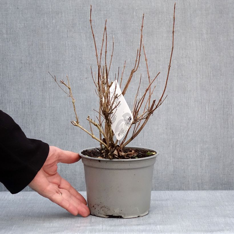 Exemplar von Weigela florida Suzanne - Weigela (x) florida Splendid - Weigelie Topf mit 2L/3L wie im Winter geliefert