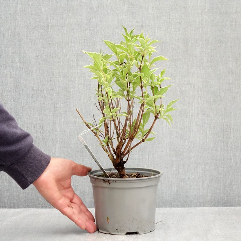 Exemplar von Weigela florida Suzanne - Weigela (x) florida Splendid - Weigelie Topf mit 2L/3L wie im Frühjahr geliefert