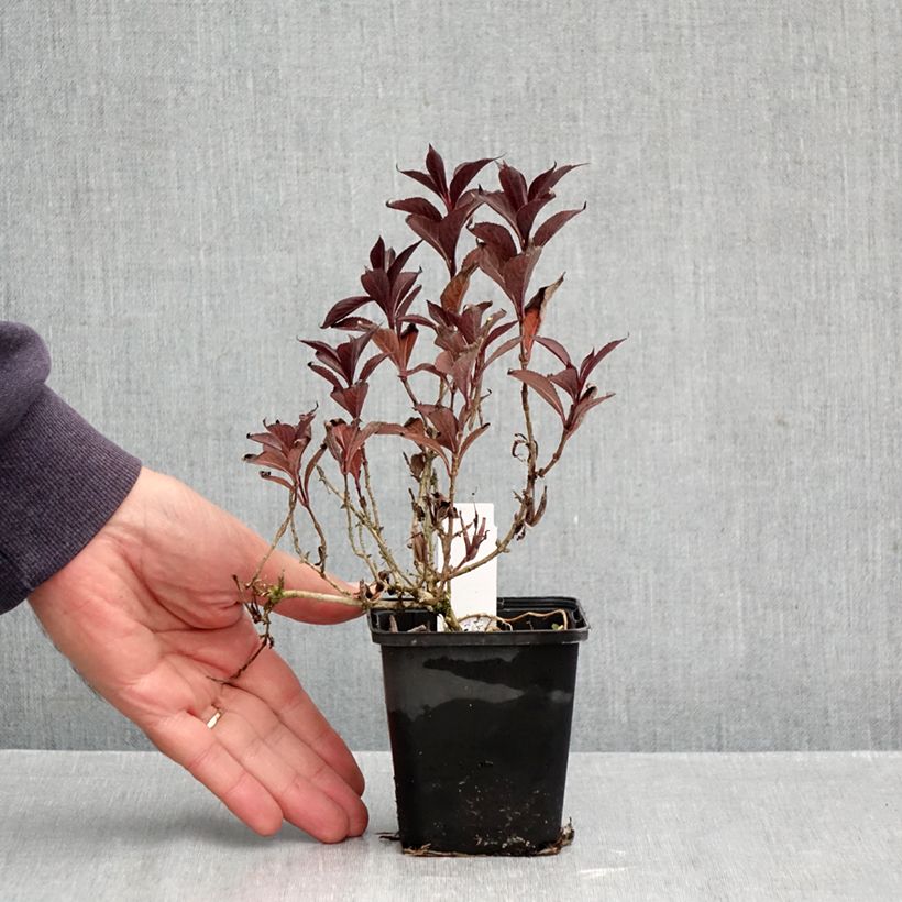 Exemplar von Weigela florida Victoria Kleine Töpfe von 8/9 cm wie im Herbst geliefert