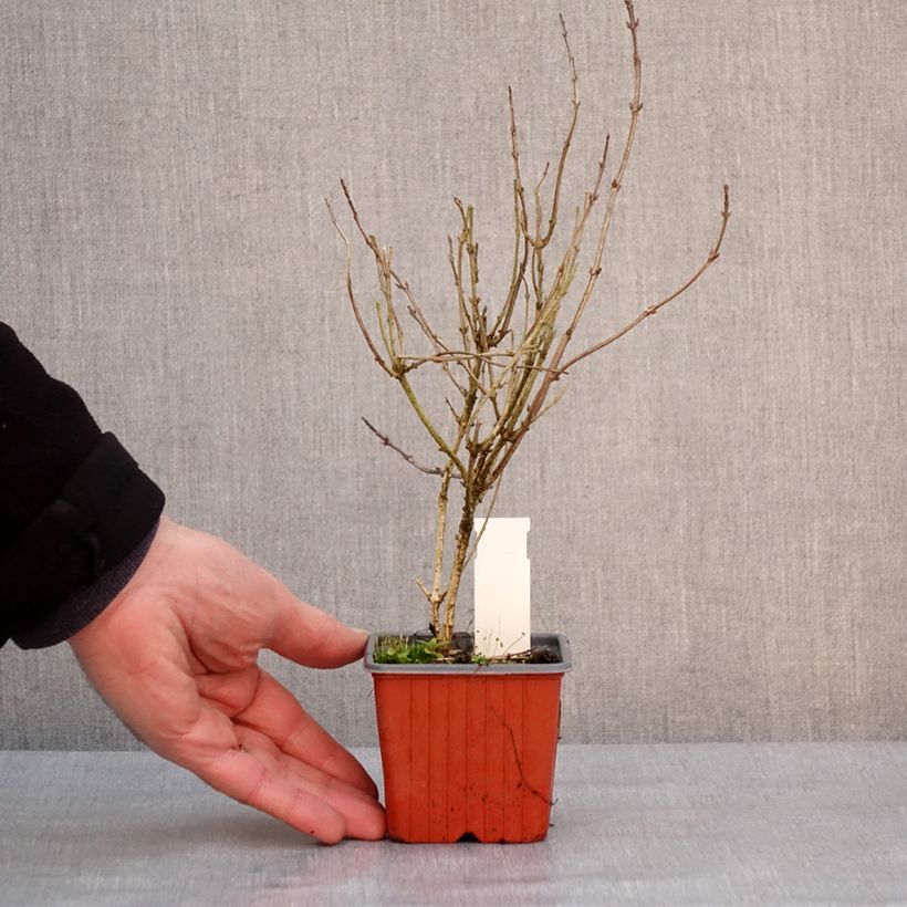 Exemplar von Weigela florida Victoria Kleine Töpfe von 8/9 cm wie im Winter geliefert