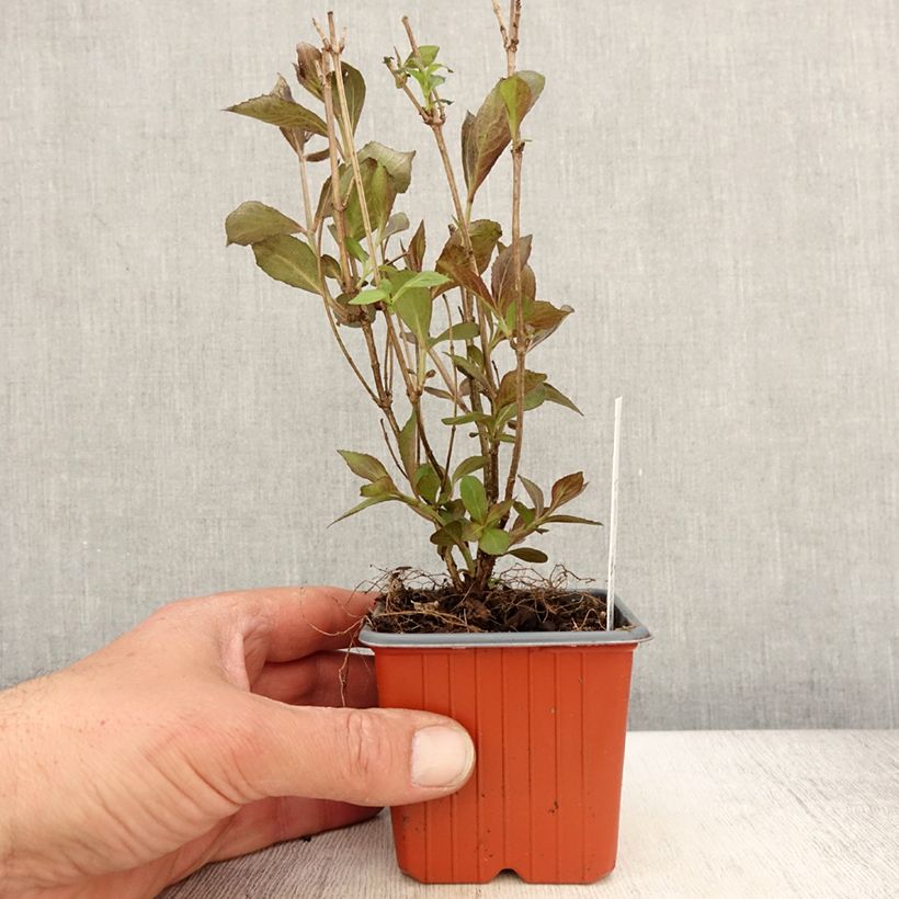 Exemplar von Weigela florida Victoria Kleine Töpfe von 8/9 cm wie im Frühjahr geliefert