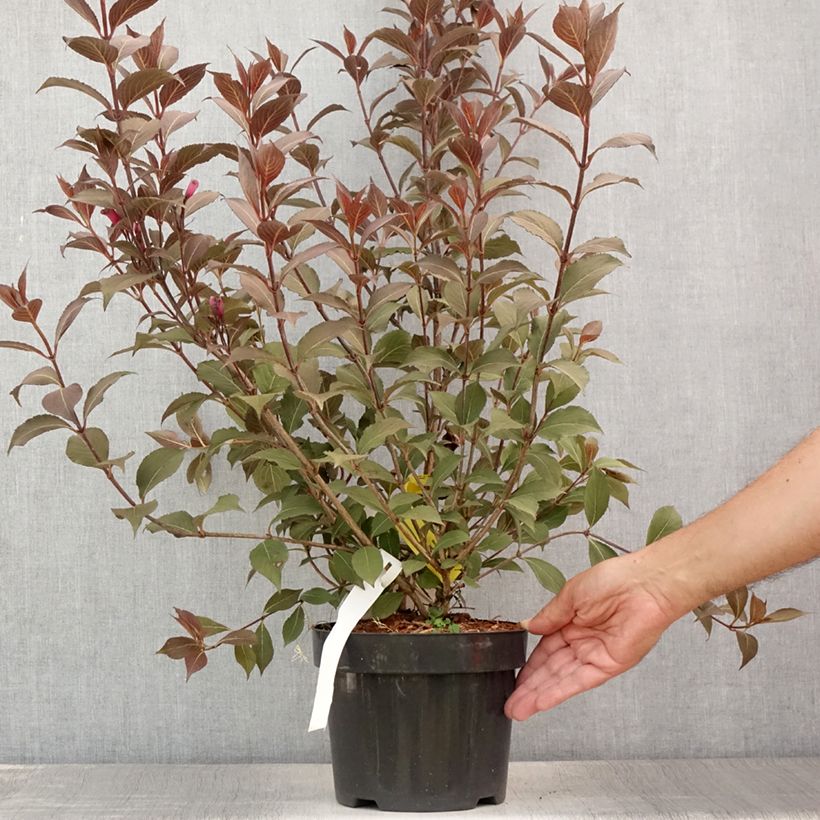 Exemplar von Weigela florida Victoria Topf mit 2L/3L wie im Sommer geliefert