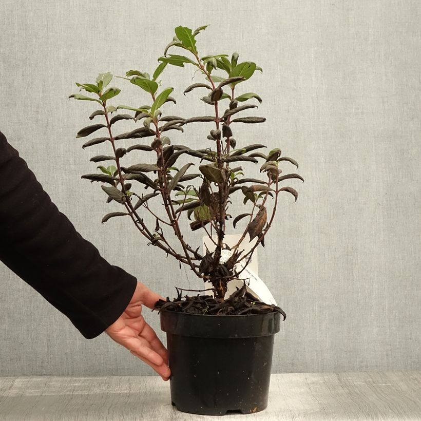 Exemplar von Weigela Vintage Love Topf mit 2L/3L wie im Herbst geliefert
