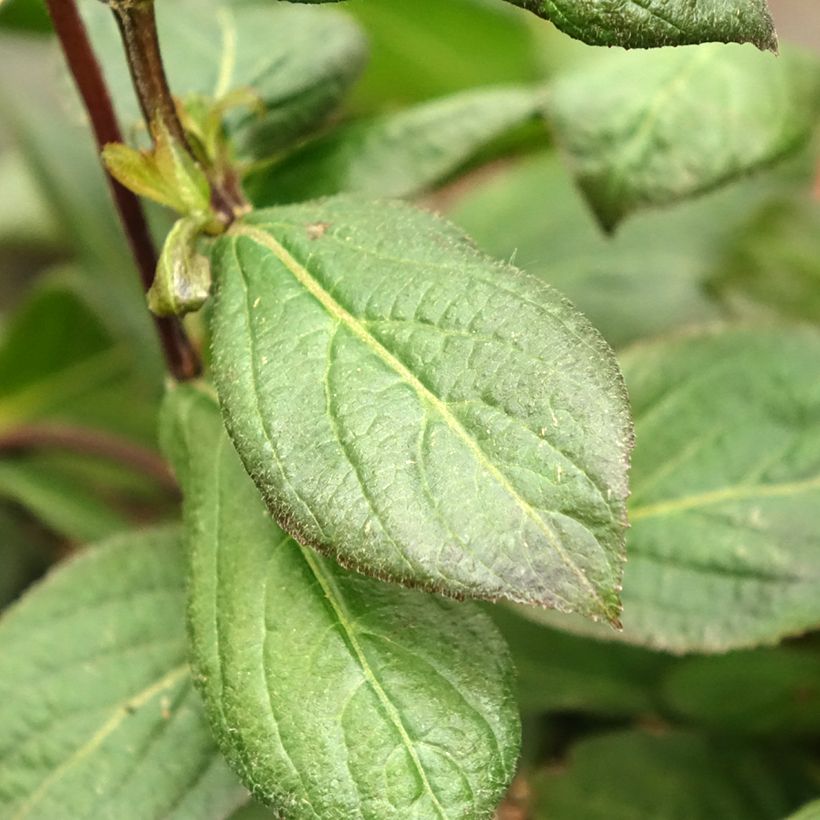 Weigela Vintage Love (Laub)