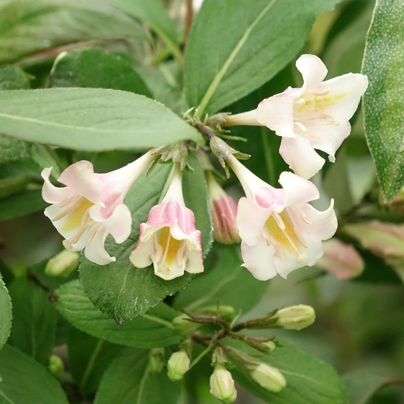 Weigela Vintage Love (Blüte)