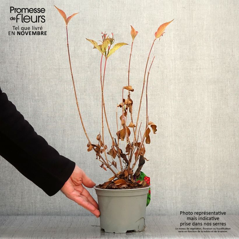 Exemplar von Weigela Eva Rathke Topf mit 2L/3L wie im Herbst geliefert