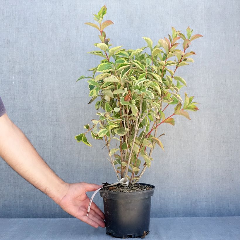 Exemplar von Weigela Kosteriana Variegata Topf mit 2L/3L wie im Sommer geliefert