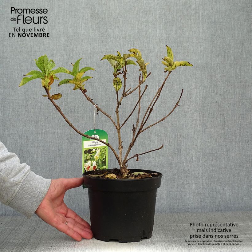 Exemplar von Weigela middendorffiana - Middendorffs Weigelie Topf mit 3L/4L wie im Herbst geliefert