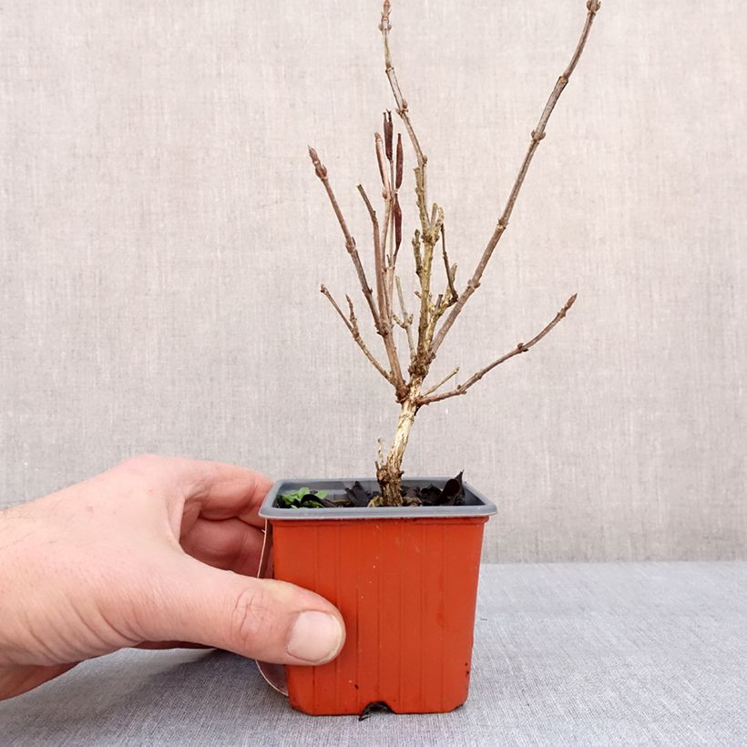 Exemplar von Weigela Minuet Kleine Töpfe von 8/9 cm wie im Winter geliefert