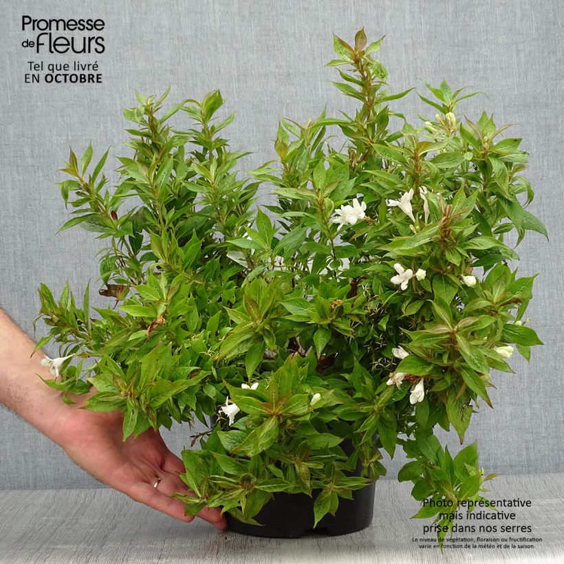 Exemplar von Weigela Picobella Bianco Topf mit 3L/4L wie im Herbst geliefert