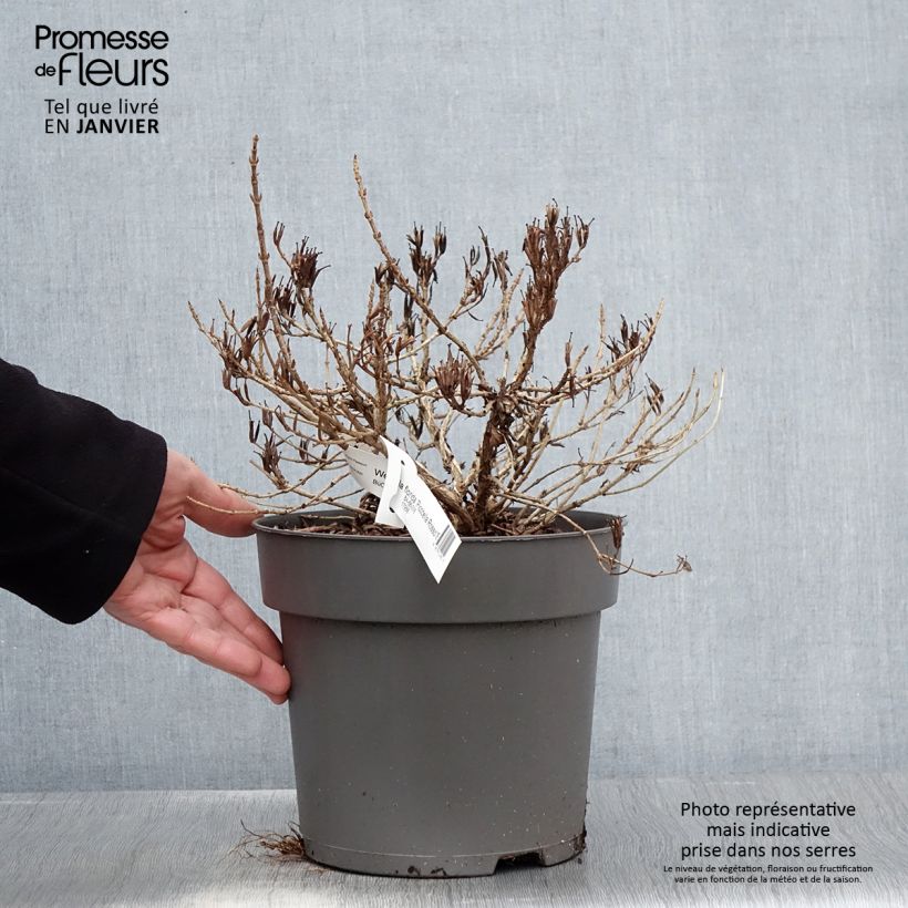 Exemplar von Weigela Picobella Rosso Topf mit 2L/3L wie im Winter geliefert