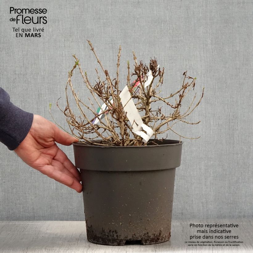 Exemplar von Weigela Picobella Rosso Topf mit 2L/3L wie im Frühjahr geliefert