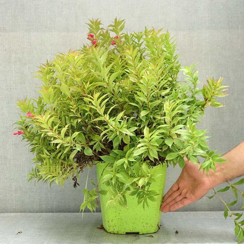 Exemplar von Weigela Picobella Rosso Topf mit 7,5L/10L wie im Sommer geliefert