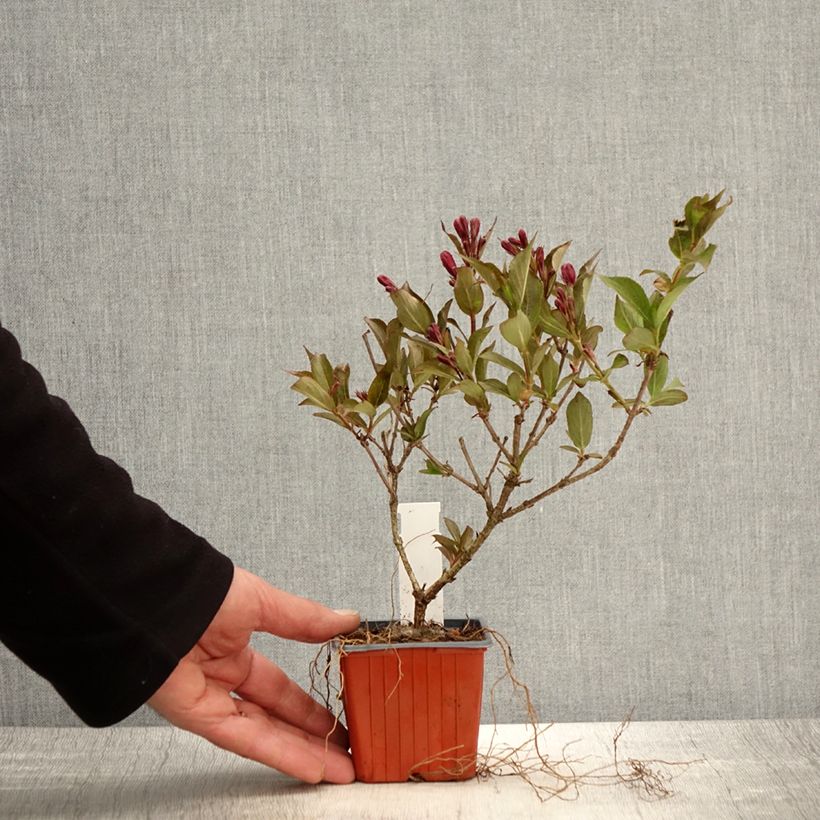 Exemplar von Weigela Rumba Kleine Töpfe von 8/9 cm wie im Frühjahr geliefert
