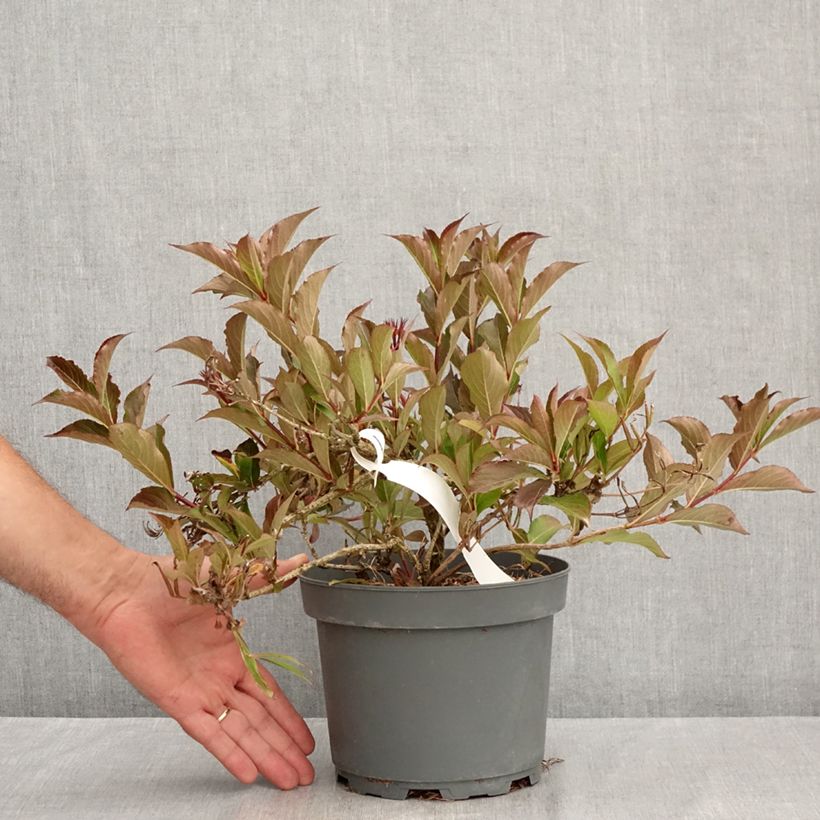Exemplar von Weigela Rumba Topf mit 3L/4L wie im Sommer geliefert