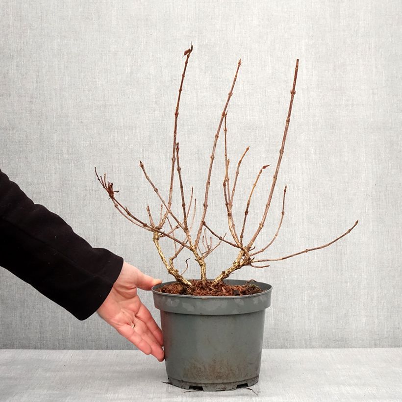 Exemplar von Weigela Rumba Topf mit 3L/4L wie im Winter geliefert