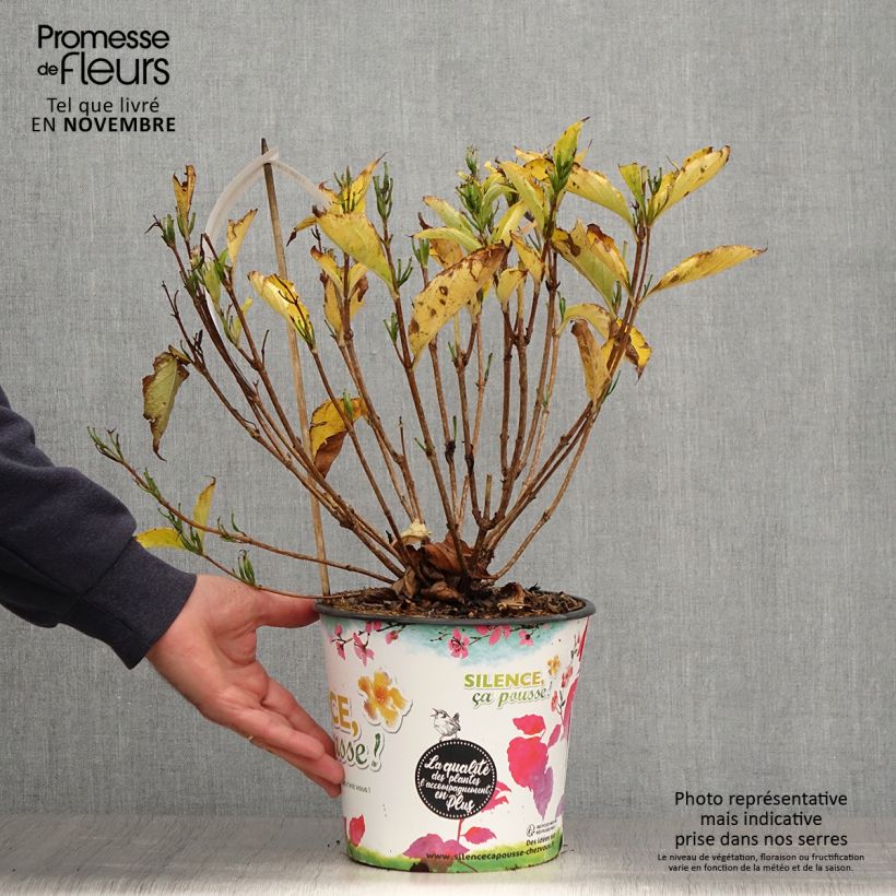 Exemplar von Weigela Snowflake Topf mit 3L/4L wie im Herbst geliefert