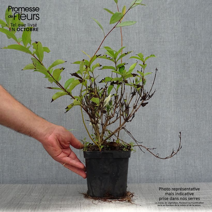 Exemplar von Weigela Stelzneri Topf mit 2L/3L wie im Herbst geliefert