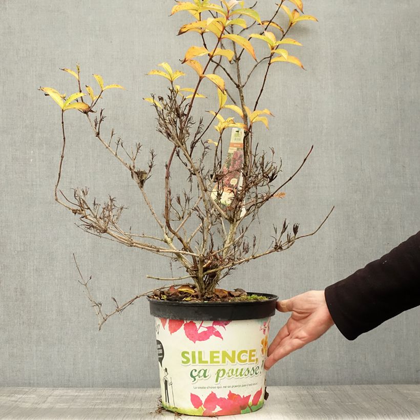 Exemplar von Weigela Stelzneri Topf mit 7,5L/10L wie im Herbst geliefert