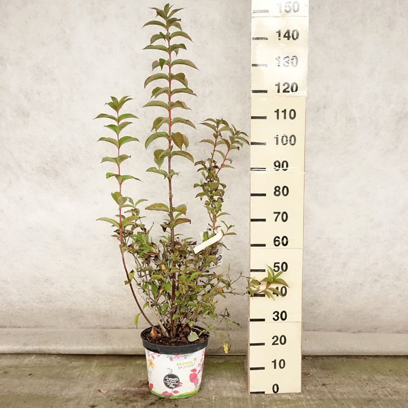 Exemplar von Weigela Stelzneri Topf mit 7,5L/10L wie im Sommer geliefert