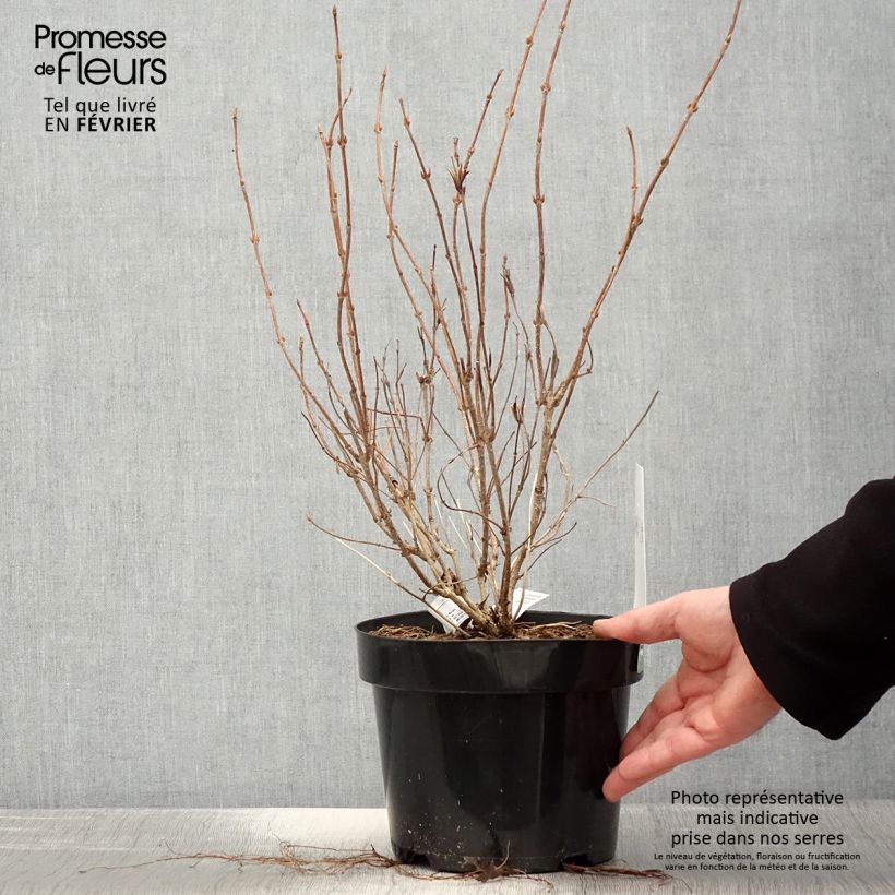 Exemplar von Weigela florida White Lightning Topf mit 2L/3L wie im Winter geliefert