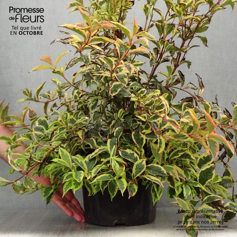 Exemplar von Weigela florida White Lightning Topf mit 7,5L/10L wie im Herbst geliefert