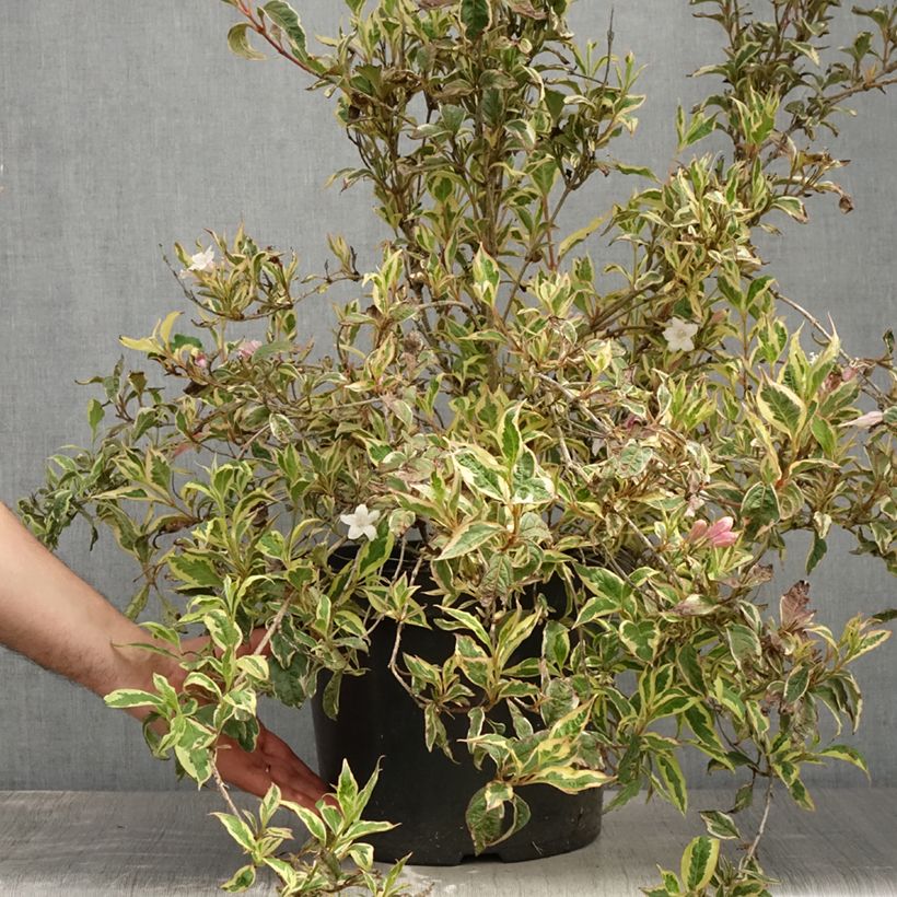 Exemplar von Weigela florida White Lightning Topf mit 7,5L/10L wie im Sommer geliefert